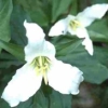 Trillium grandiflorum - Abriachan Nurseries